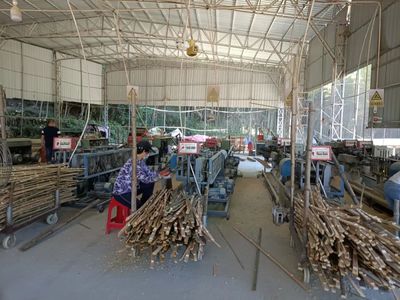 蕉城:石后万亩毛竹动力“竹”,助农收入“节节高”!